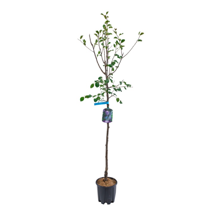 Prun Stanley ghiveci 9L inaltime 150-170 cm