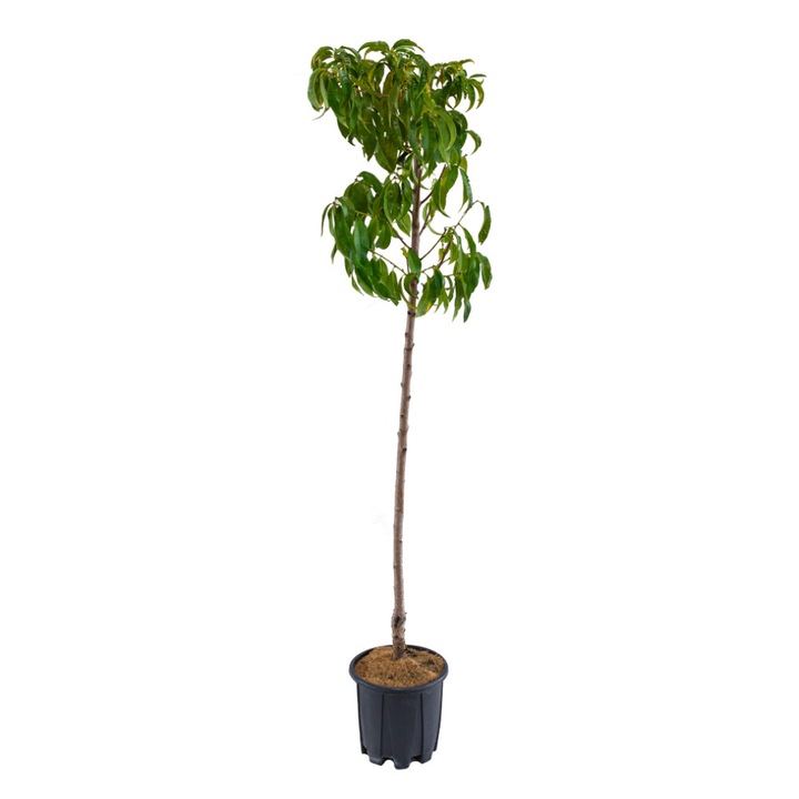 Piersic Hale ghiveci 9L inaltime 150-170 cm