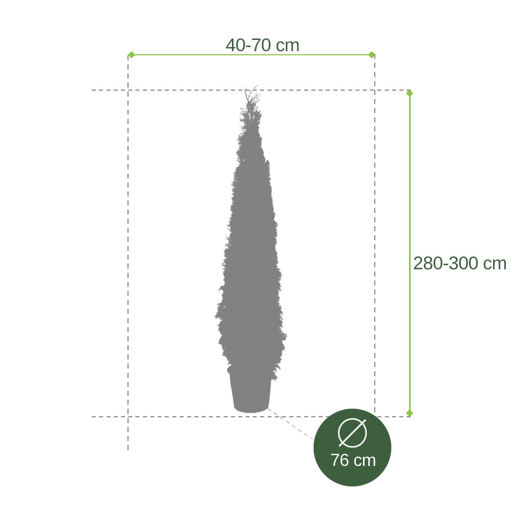 Tuia/Thuja Occidentalis Fastigiata саксия 30л височина 150/175 см - eMAG.bg