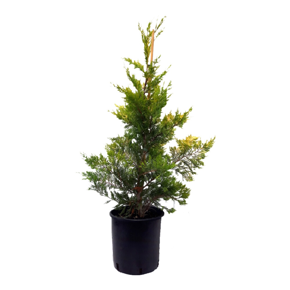 Златен кипарис Cupressocyparis Leylandii Gold Rider, Саксия 7 л, В 60 ...