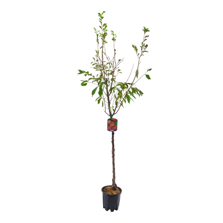 Prun Santa Rosa ghiveci 9L inaltime 150-170 cm