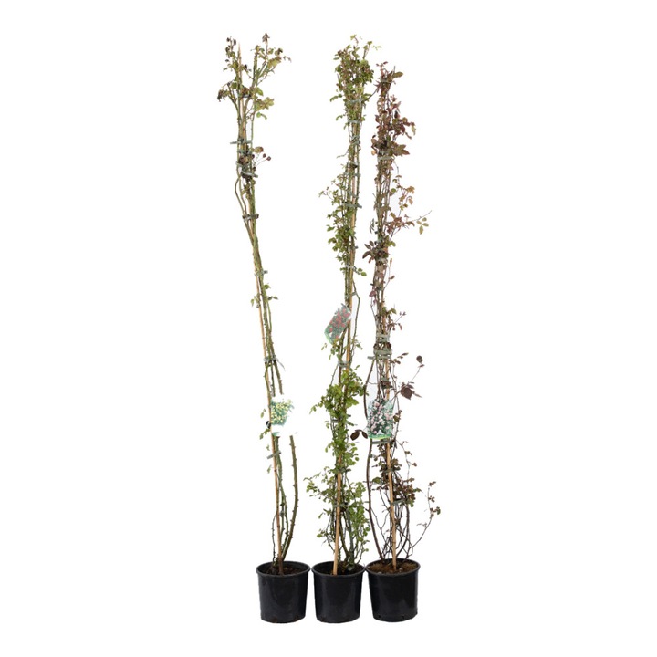 Trandafir Catarator Crimson Glory ghiveci 5L inaltime 180-200 cm