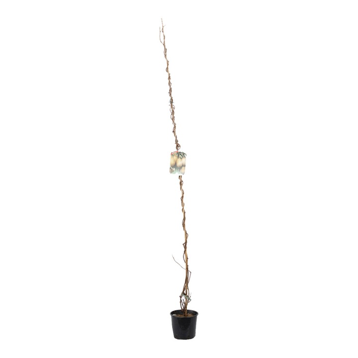 Kiwi - Actinidia Deliciosa ghiveci 3L inaltime 150-170 cm
