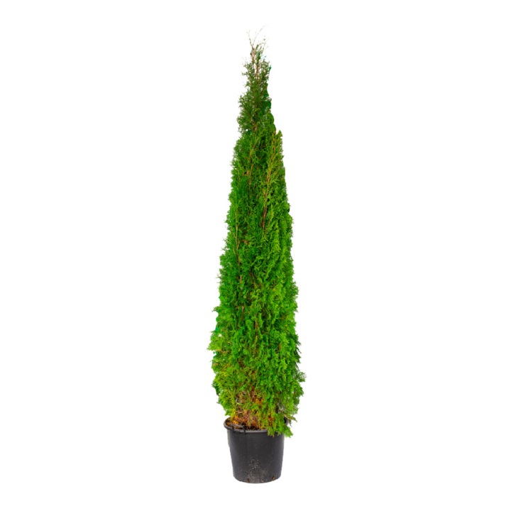 Tuia/Thuja Occidentalis Fastigiata ghiveci 30L inaltime150/175 cm