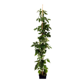 Zmeur ghiveci 3L inaltime 80-100 cm Zmeur ghiveci 3L inaltime 80-100 cm