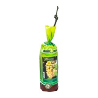 vita de vie grapes muscat vin butasi 3l turba imagen 8_0_
0