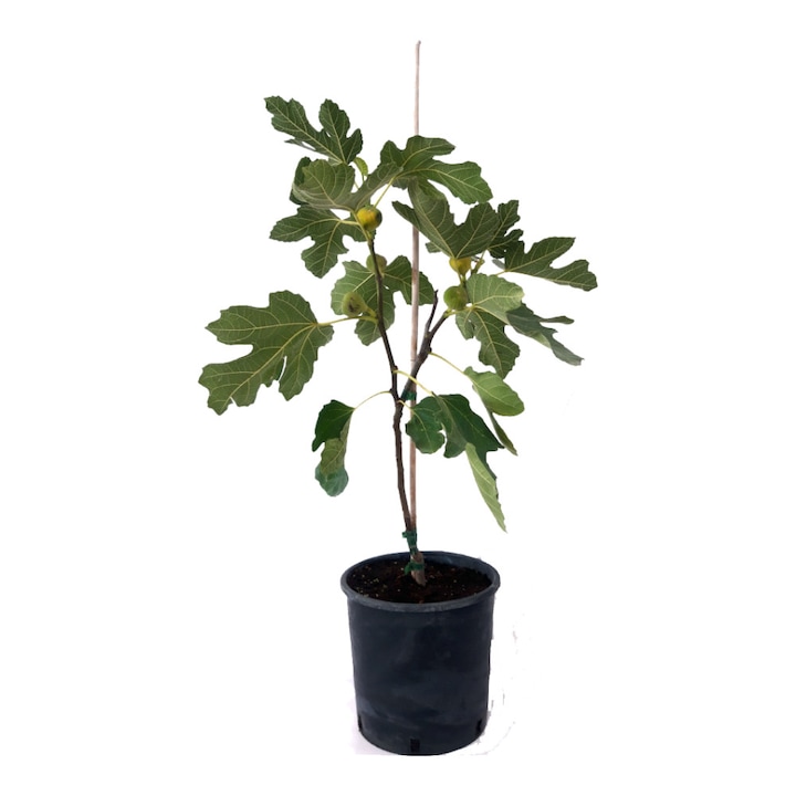 Smochin Ficus Carica ghiveci 7L inaltime 80-100 cm