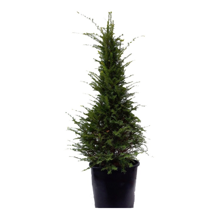 Tisa Taxus Baccata, ghiveci 25 L, h 130-150 cm