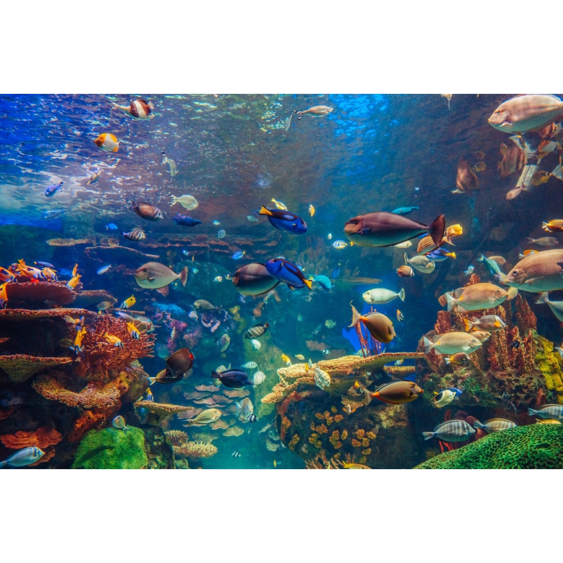 Tablou canvas - Pesti in ocean, 100x70 cm