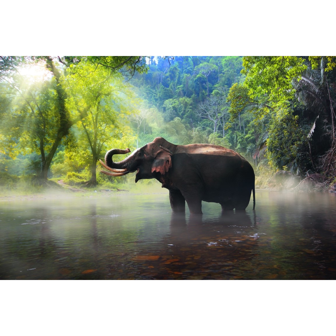 Tablou canvas - Elefant in apa, 100x70 cm