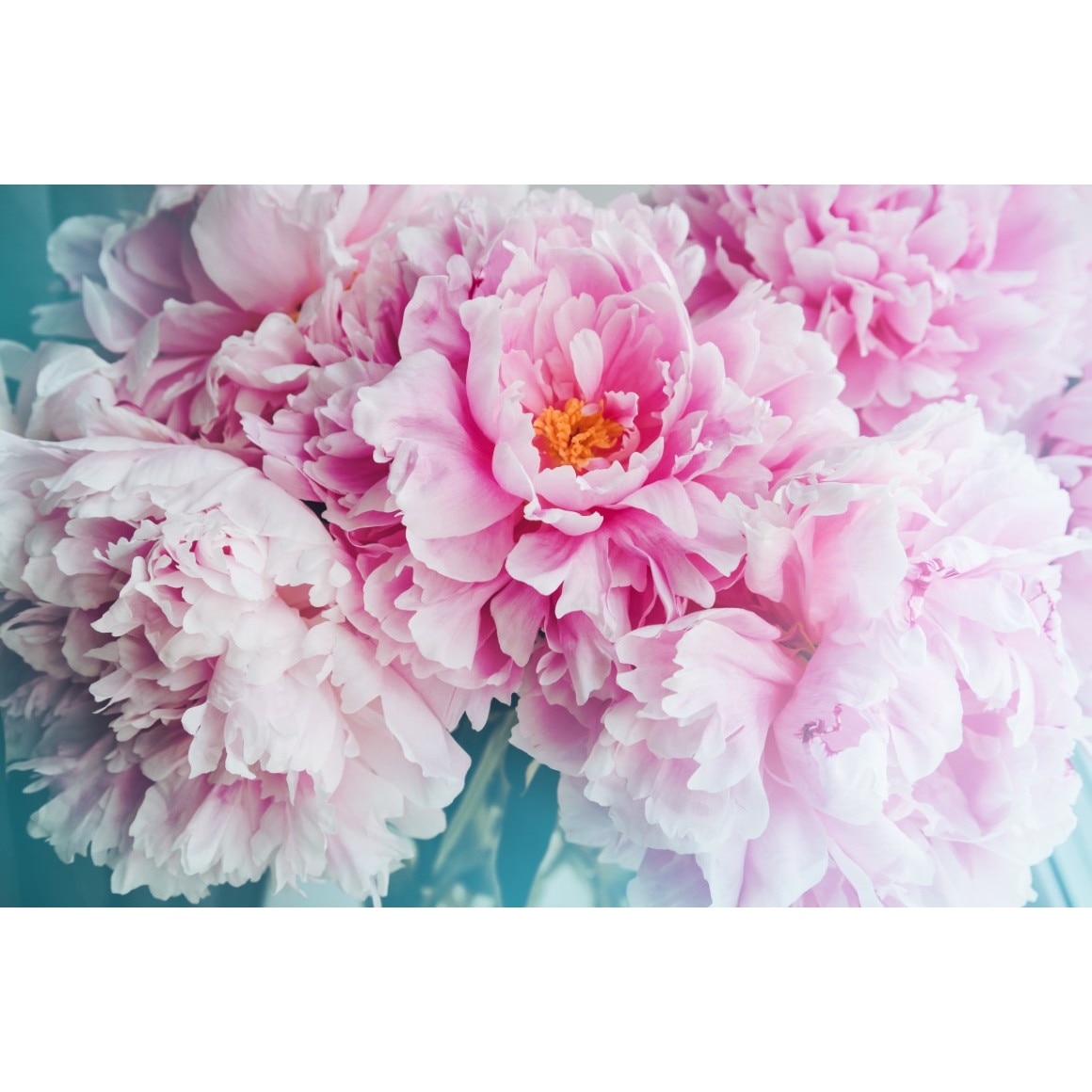 Fototapet autocolant PVC , Floare roz, 250x400 cm