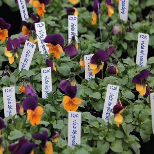 Etichete pentru plante in ghiveci, albe 200 bucati