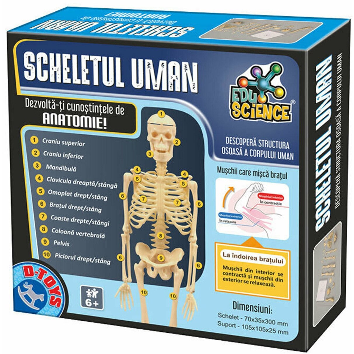 Schelet uman edu science, 30cm, include suport sustinere, SCHELET1