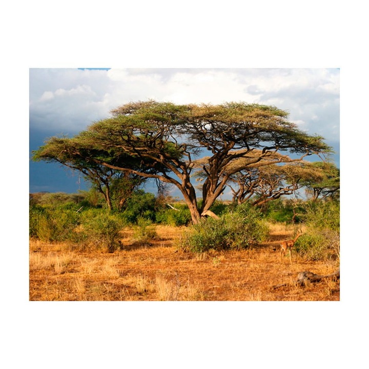 Fototapet vlies pentru Sufragerie, Dormitor, In tara Samburu, Kenya - 200cm X 154cm, Instructiuni, lipici