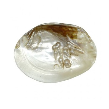 Sapuniera din cochilie scoica alba cu perle naturale, 14-17 cm Sapuniera din cochilie scoica alba cu perle naturale, 14-17 cm