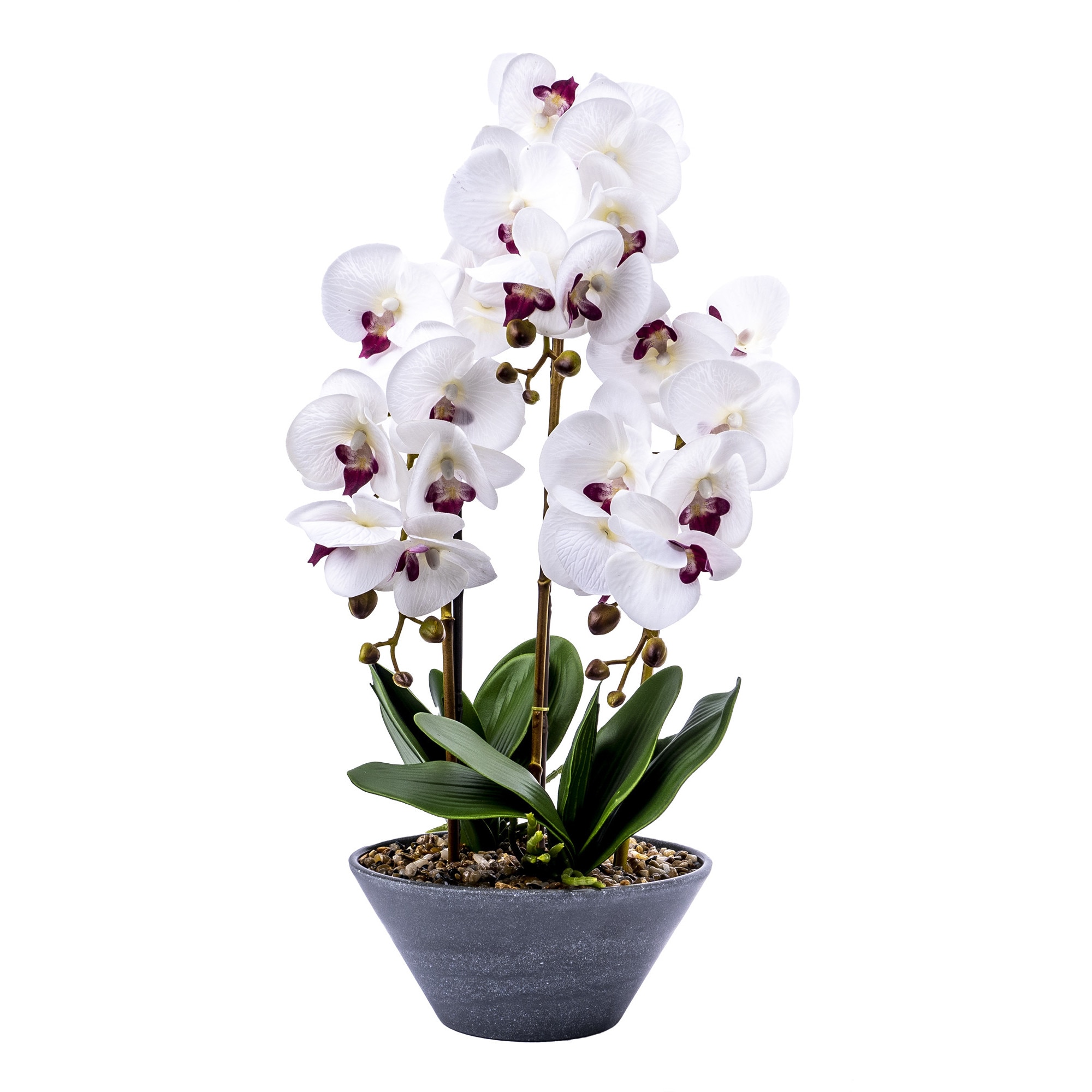 Orhidee 3 fire cu aspect natural in ghiveci ceramic gri, H 50 cm / CD4077-Alb