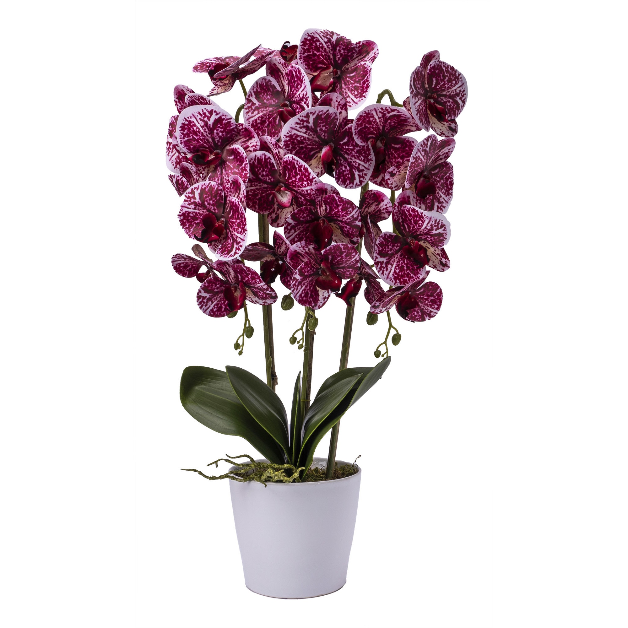 Orhidee 3 fire cu aspect natural in ghiveci ceramic alb, H 70 cm / CD4690-Grena