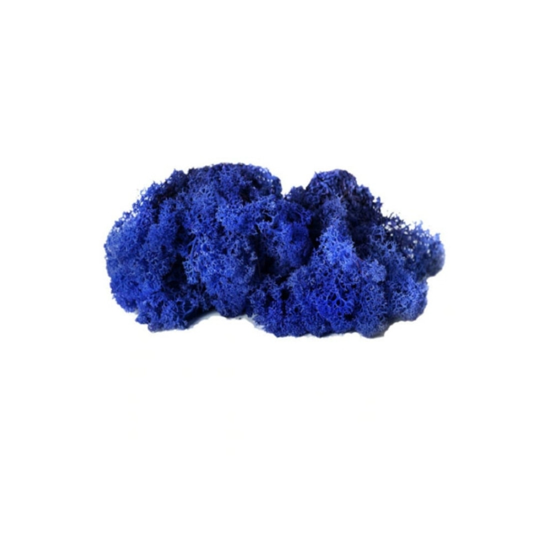 Licheni stabilizati 500g Ronaldo Blue