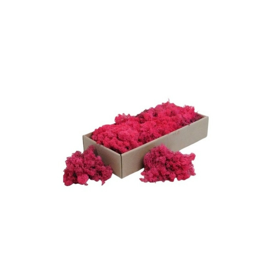 Licheni stabilizati 500g Fucsia