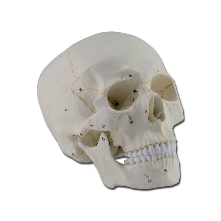 Model anatomic craniu uman numerotat