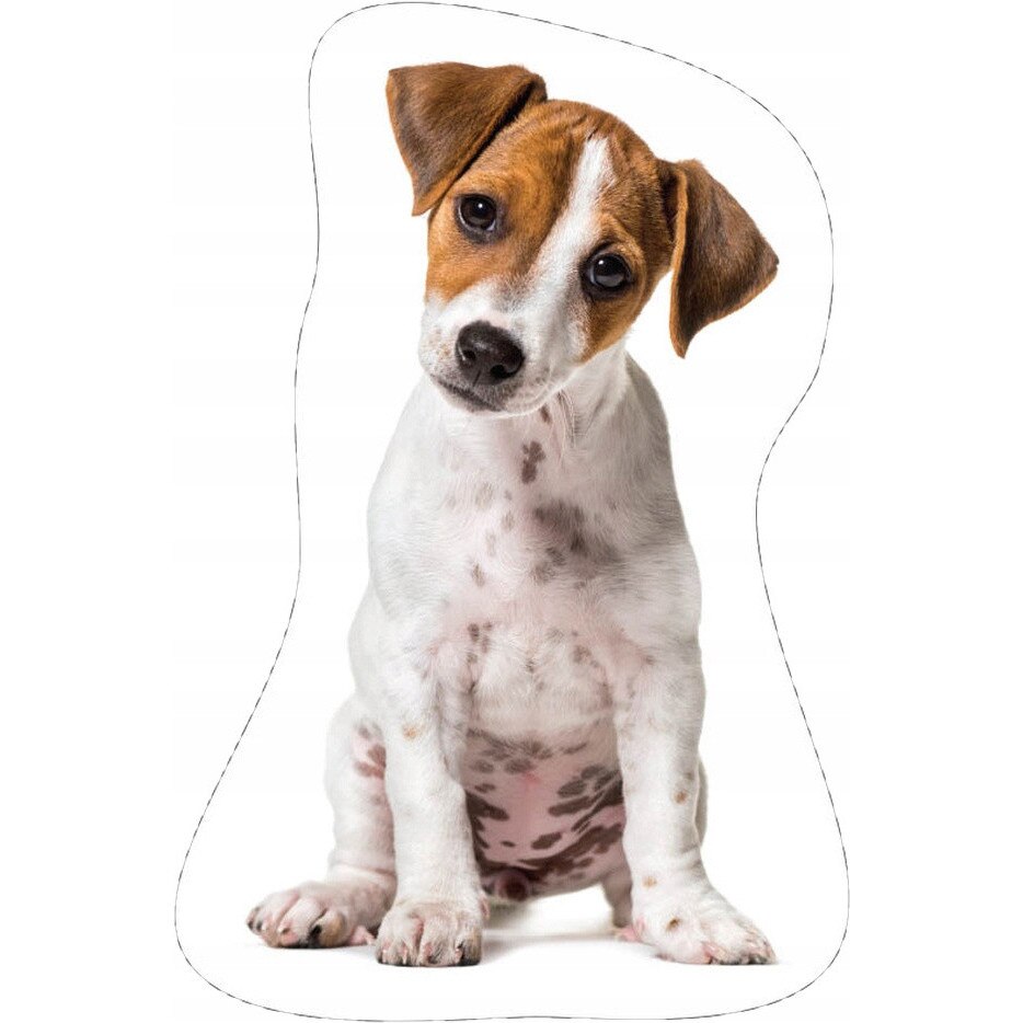 Perna Catel KNL201018-POD