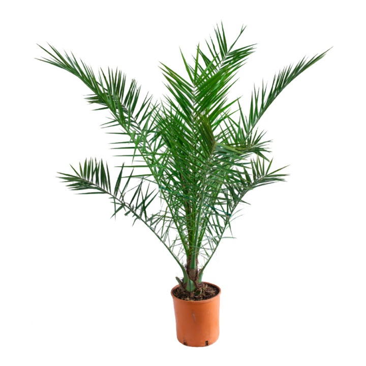 Phoenix Canariensis, ghiveci 9 L, h 120-140 cm
