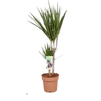 dracaena marginata arborele dragon h80 cm imagen 4_0_
0