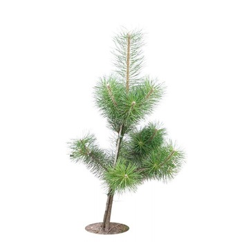 Puieti Pin ,Pinus Sylvestris Puieti Pin ,Pinus Sylvestris