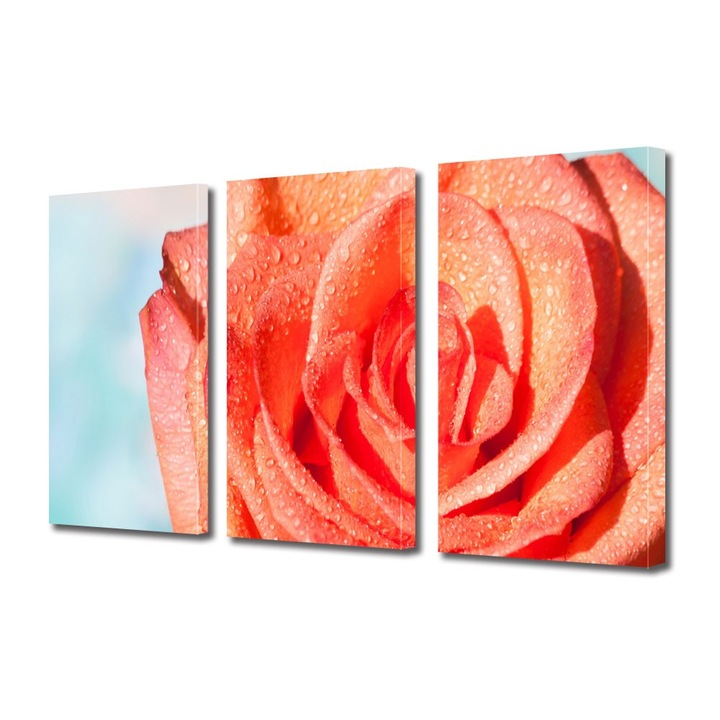 Tablou Multicanvas 3 Piese Flori, Trandafir portocaliu, 100 x 210 cm
