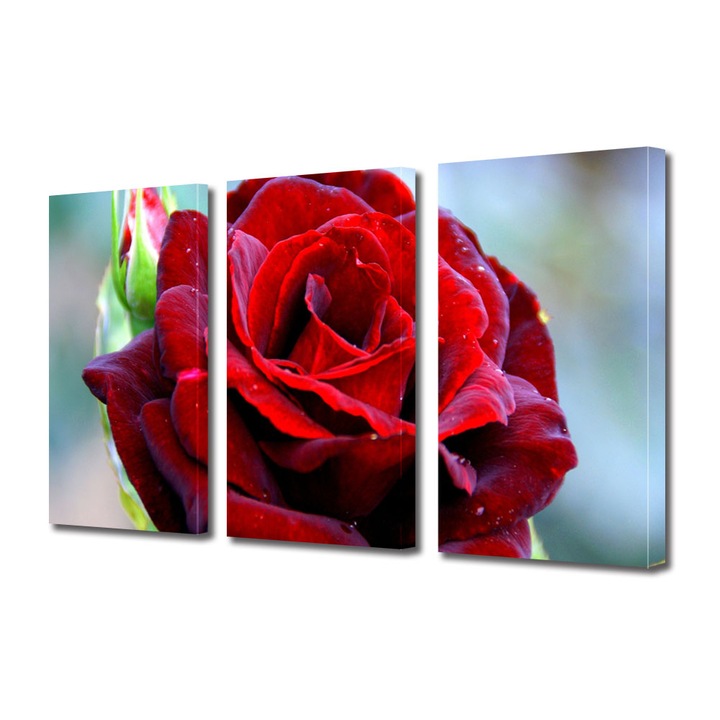 Tablou Multicanvas 3 Piese Flori, Trandafir rosu clasic, 90 x 180 cm