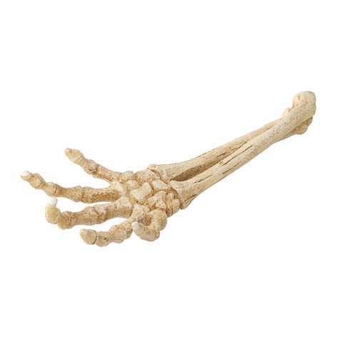 Decor pentru acvariu, Ebi, Model schelet mana, 26.8x9.4x4.5cm, Bej