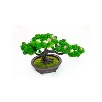 Bonsai cu licheni stabilizati, ideal pentru decor Bonsai cu licheni stabilizati, ideal pentru decor