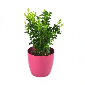 Cimisir - Buxus Sempervirens 20 - 30 cm inaltime Cimisir - Buxus Sempervirens 20 - 30 cm inaltime