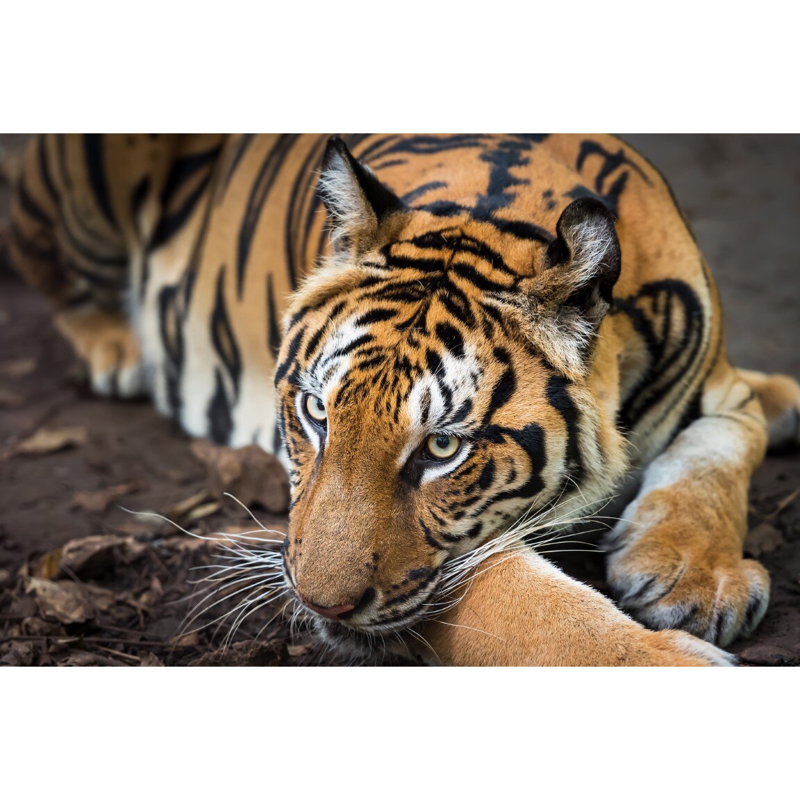 Tablou canvas Animal61, 75 x 50 cm