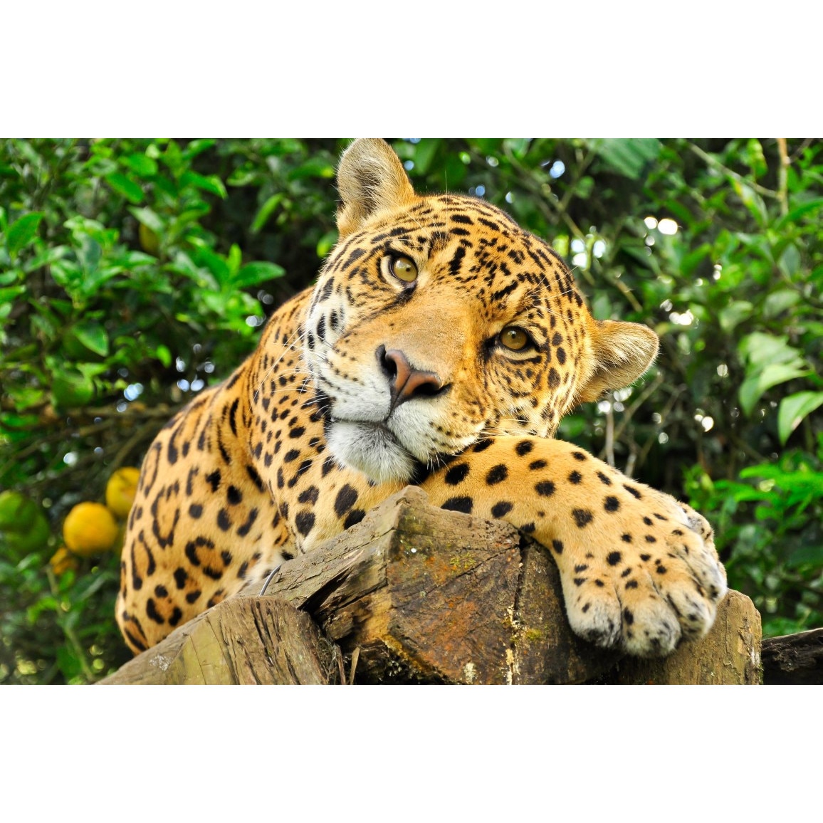 Tablou canvas Animal37, 75 x 50 cm