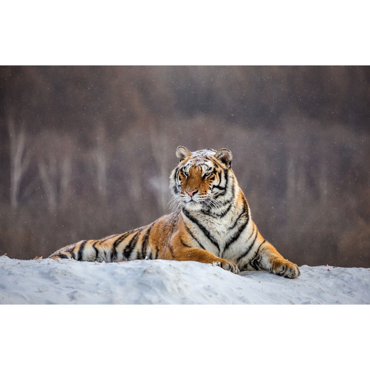 Tablou canvas Animal59, 45 x 30 cm