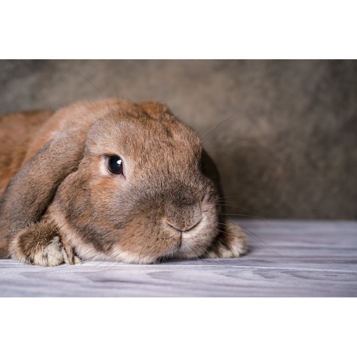 Tablou canvas Animal44, 75 x 50 cm