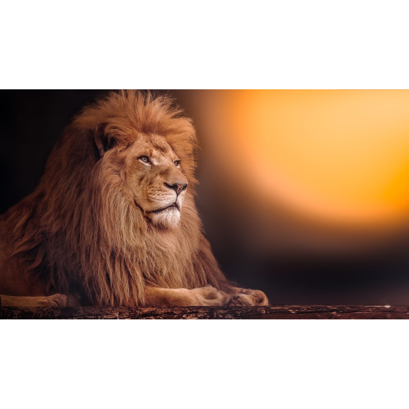 Tablou canvas Animal53, 75 x 50 cm