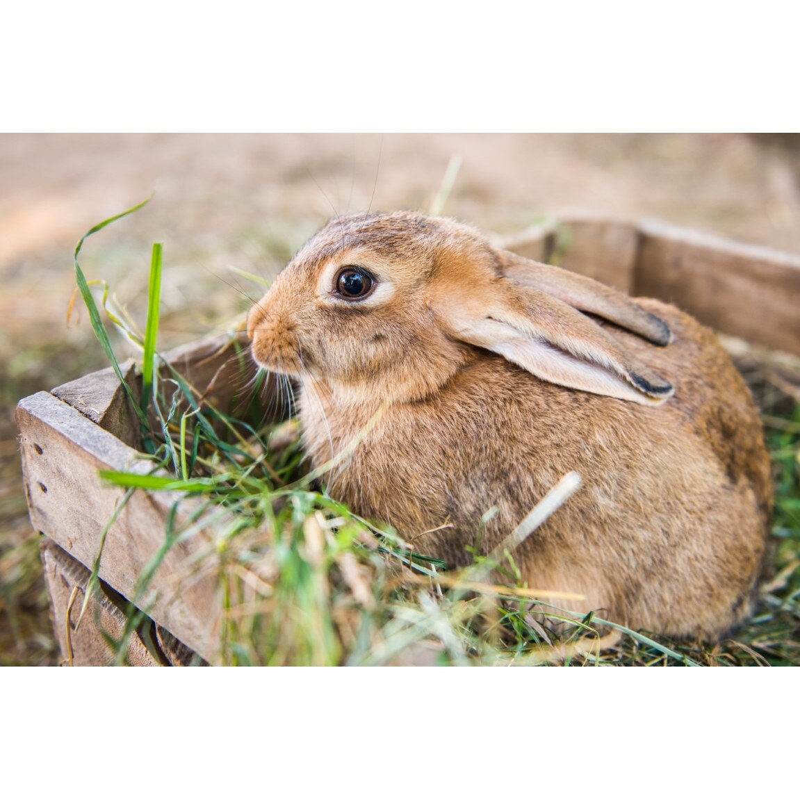 Tablou canvas Animal33, 75 x 50 cm