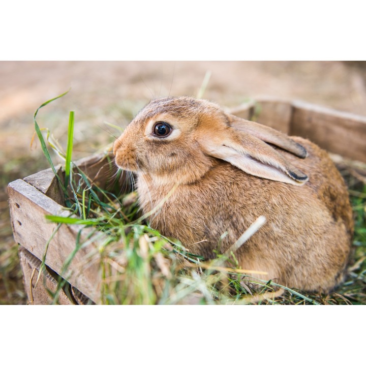 Тапет със стикер Animal33 Iepuras, 270 x 200 cm