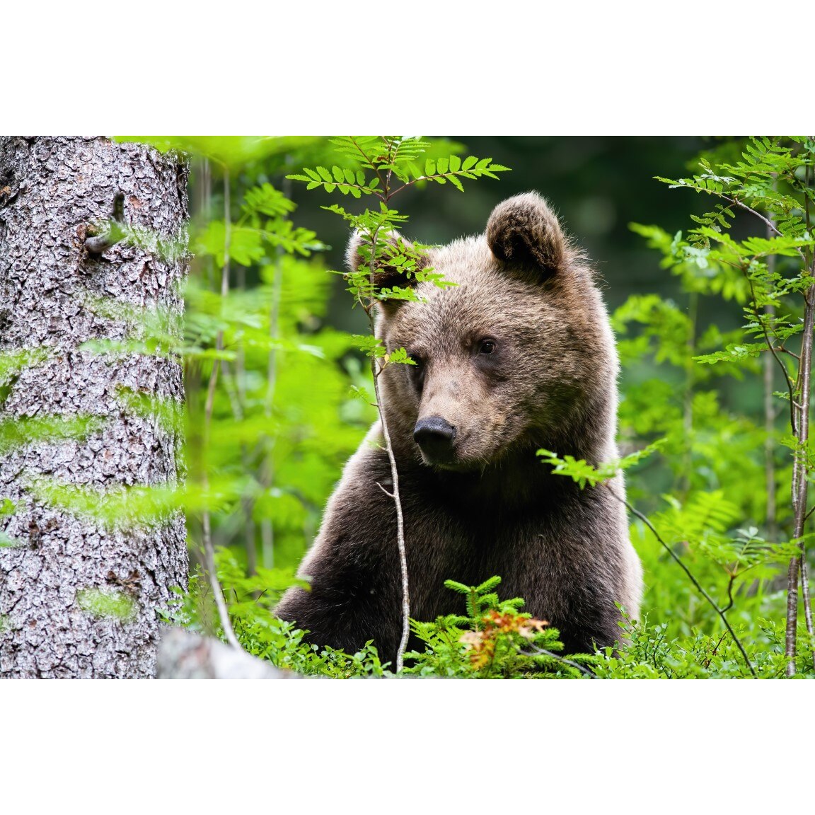 Tablou canvas Animal43, 60 x 40 cm