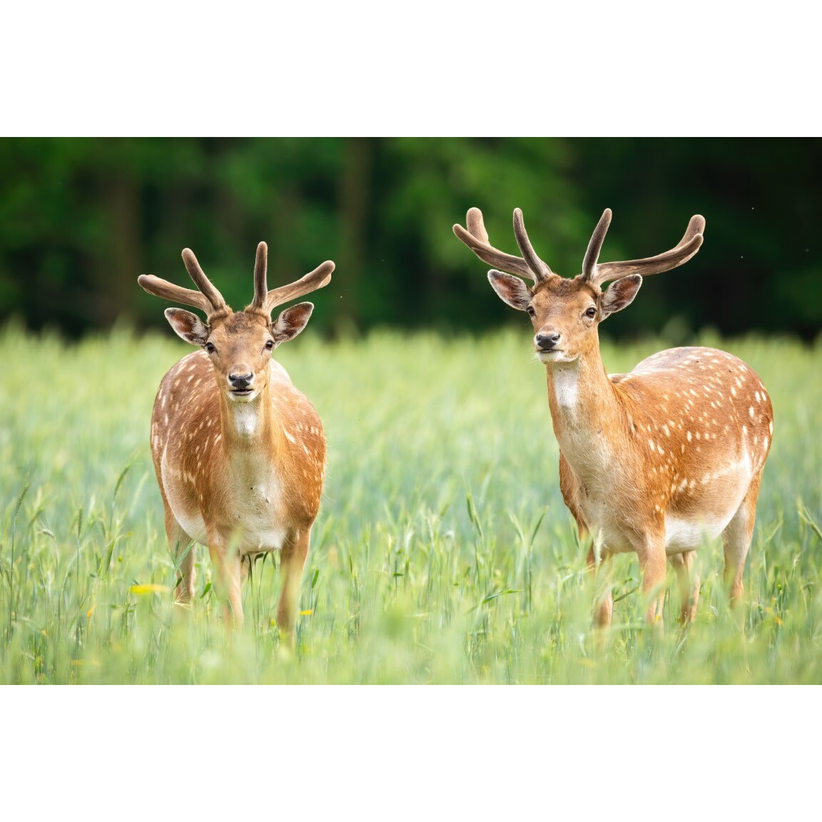 Tablou canvas Animal51, 75 x 50 cm