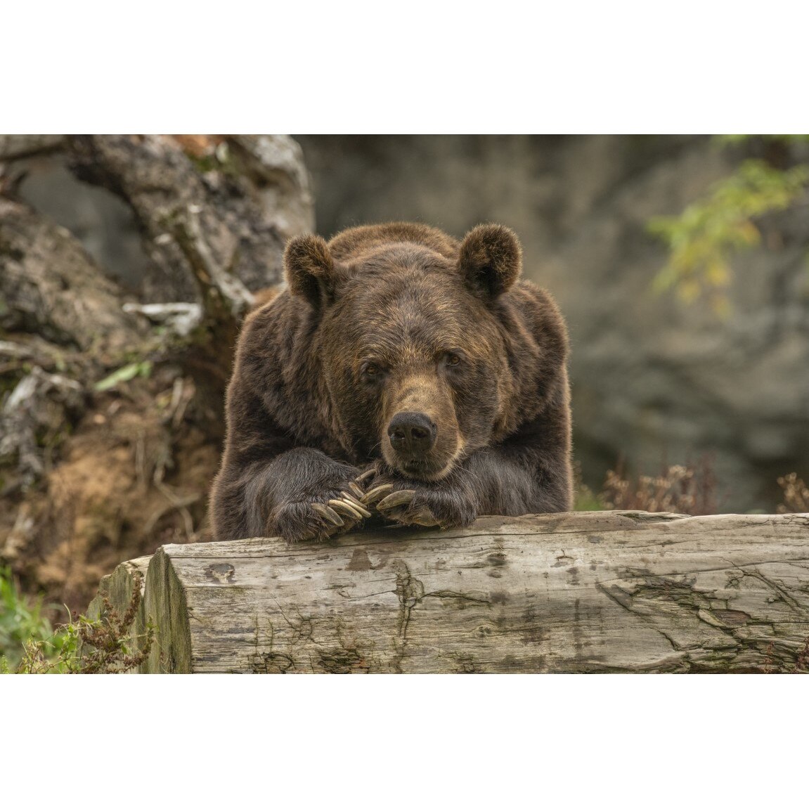 Tablou canvas Animal40, 75 x 50 cm