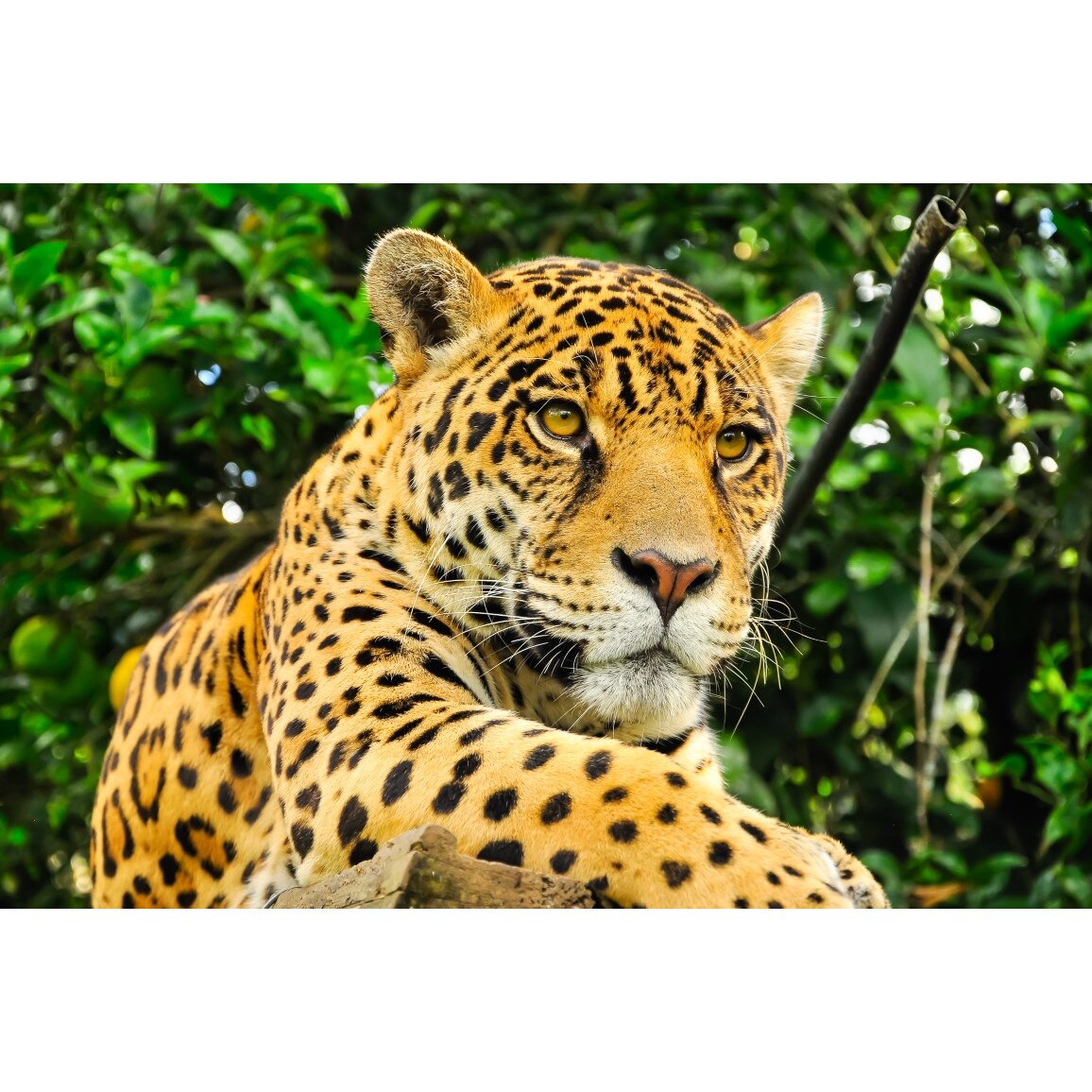 Tablou canvas Animal29, 75 x 50 cm