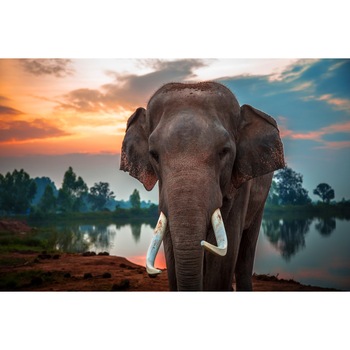 Fototapet de perete autoadeziv si lavabil Animal52 Elefant langa apa, 220 x 135 cm Fototapet de perete autoadeziv si lavabil Animal52 Elefant langa apa, 220 x 135 cm