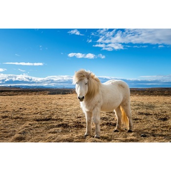 Fototapet de perete autoadeziv si lavabil Animal48 Cal islandez, 220 x 135 cm Fototapet de perete autoadeziv si lavabil Animal48 Cal islandez, 220 x 135 cm