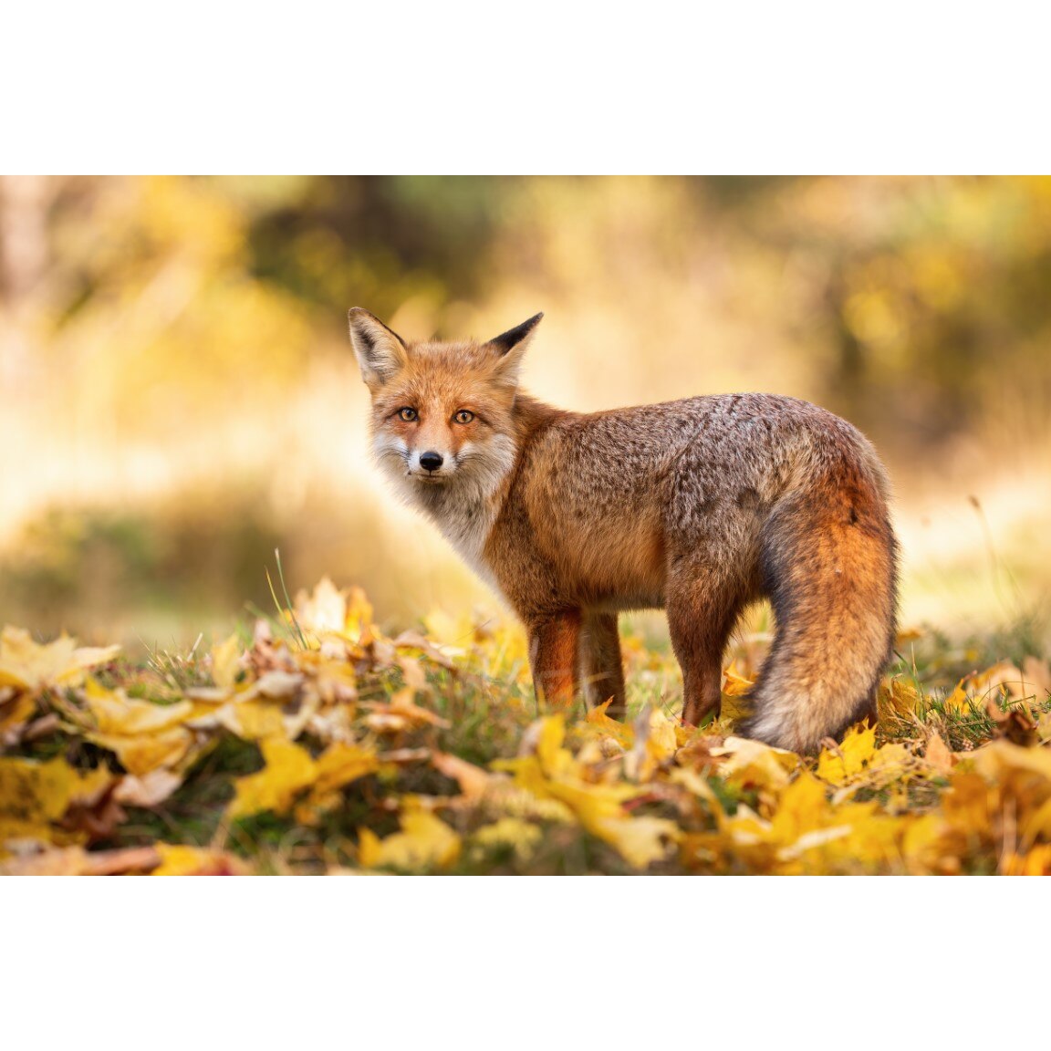 Tablou canvas Animal56, 60 x 40 cm