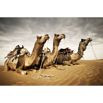 Fototapet de perete autoadeziv si lavabil Animal36 Camile, 220 x 135 cm Fototapet de perete autoadeziv si lavabil Animal36 Camile, 220 x 135 cm