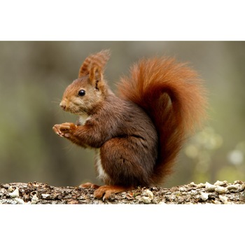 Fototapet autocolant Animal57 Veverita, 220 x 135 cm Fototapet autocolant Animal57 Veverita, 220 x 135 cm