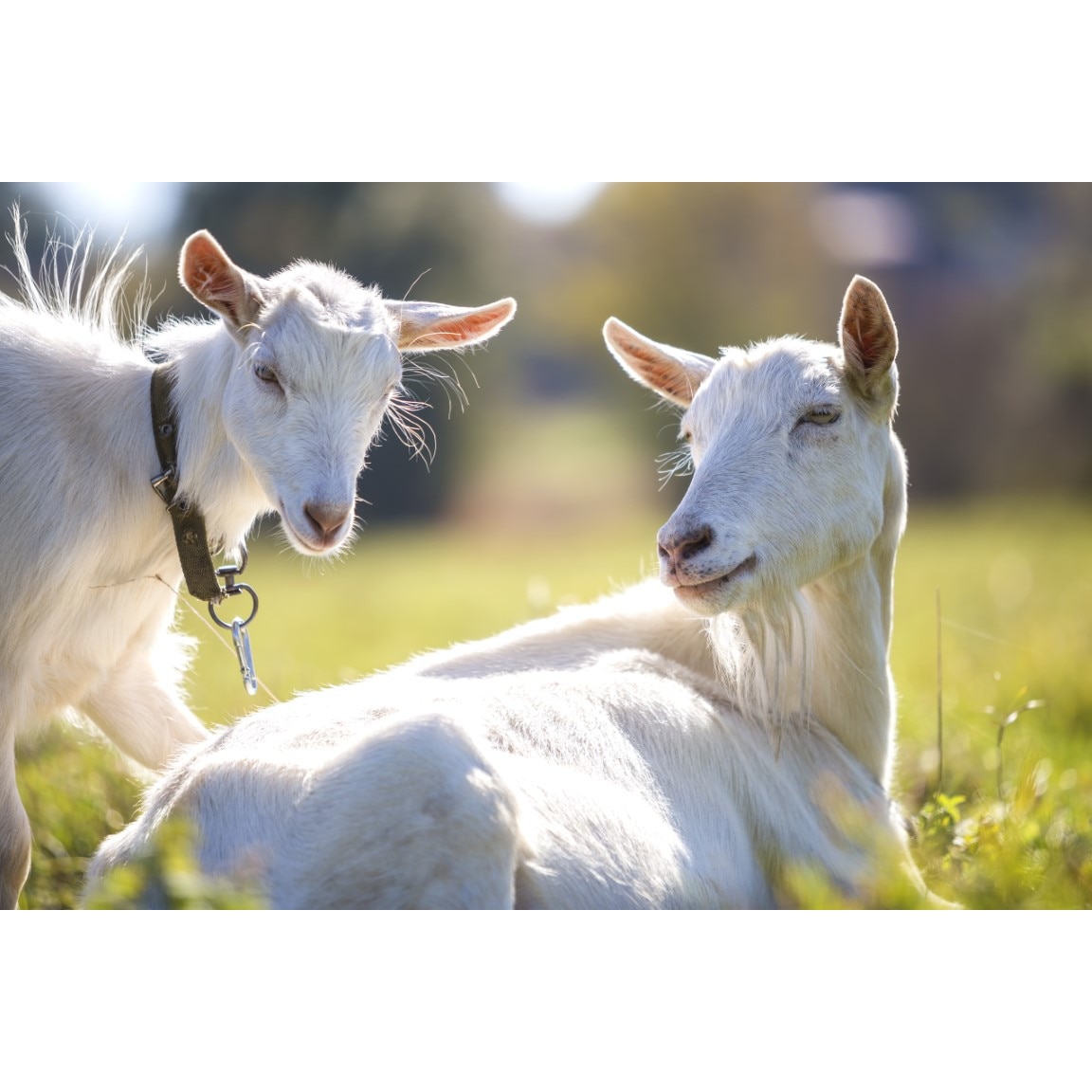 Tablou canvas Animal64, 75 x 50 cm